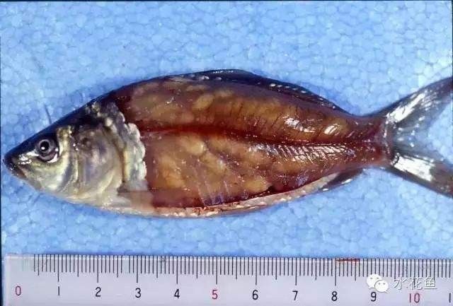 龍魚(yú)內(nèi)寄生蟲(chóng)有哪些常見(jiàn)種類？（常見(jiàn)的龍魚(yú)內(nèi)寄生蟲(chóng)種類及其特征） 龍魚(yú)內(nèi)寄生蟲(chóng)有哪些常見(jiàn)種類？（常見(jiàn)的龍魚(yú)內(nèi)寄生蟲(chóng)種類及其特征） 龍魚(yú)百科 第3張