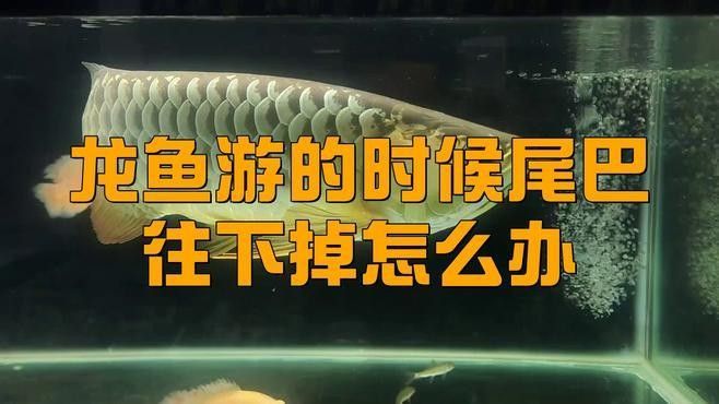 如何預防龍魚散尾？（如何預防龍魚散尾）
