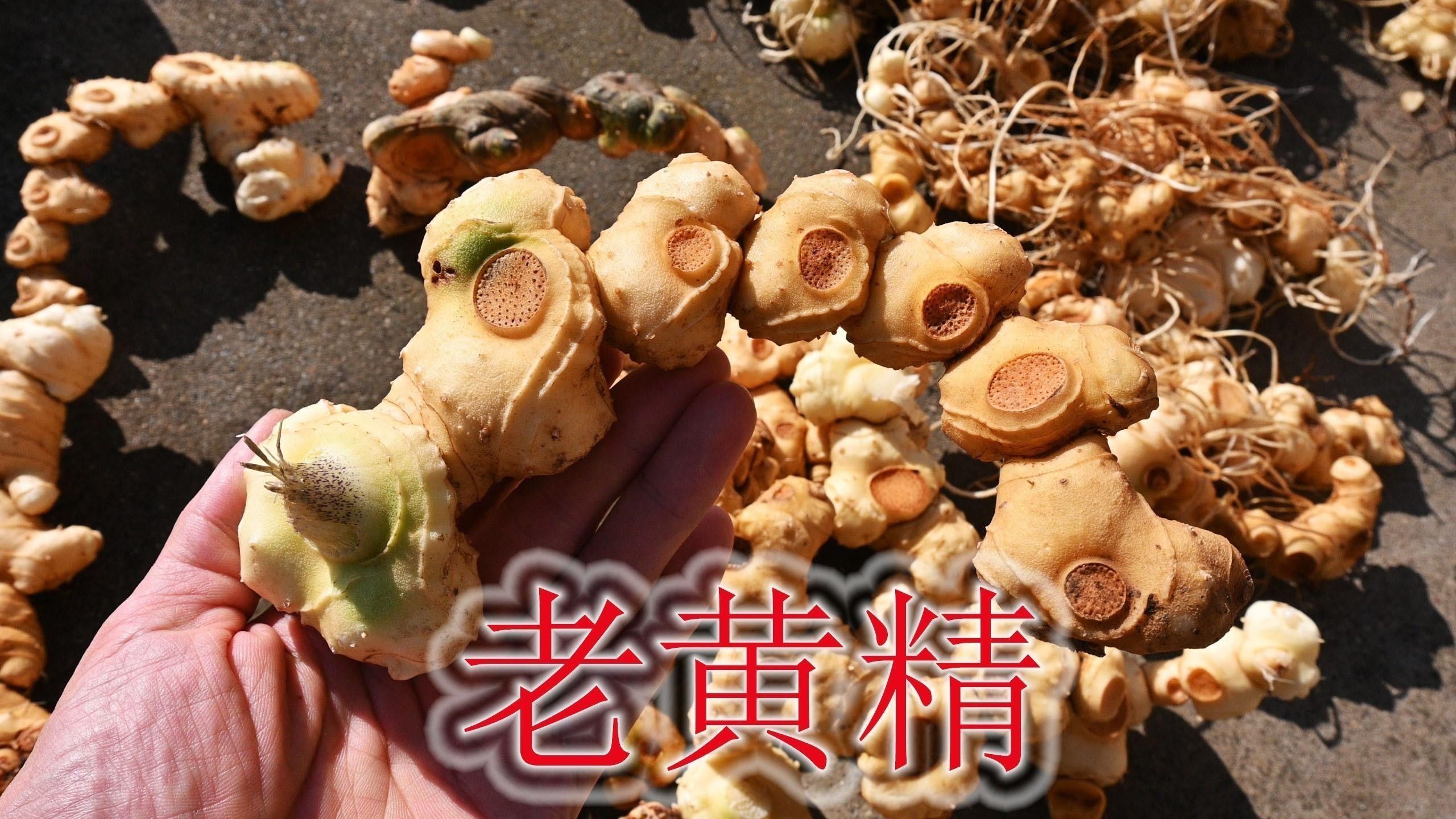 黃精益智仁有無副作用（中藥黃精的副作用和禁忌是什么黃精的副作用和禁忌）