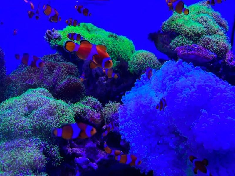 貴陽哪個水族館龍魚好？祥龍魚場龍魚（貴陽市的祥龍魚場是當地知名的水族館之一）