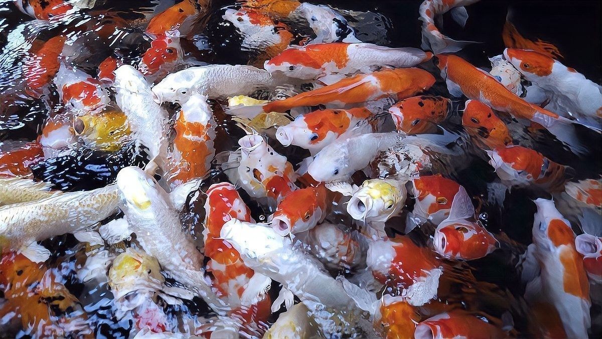 龍魚不吃魚苗會餓死嗎（龍魚不吃魚苗會餓死嗎揭秘水族箱里的生存奧秘個個個他來t）