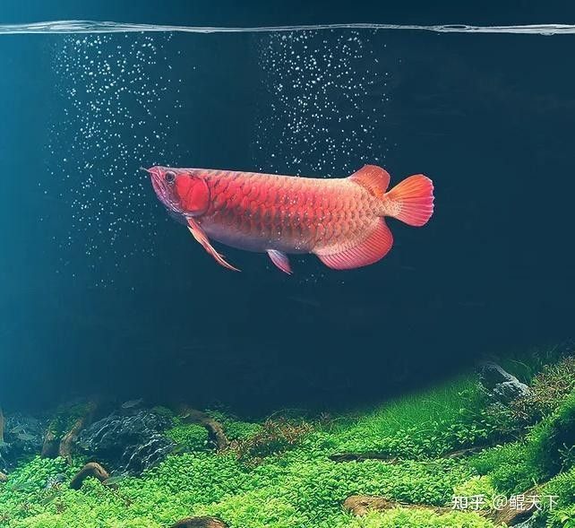 哪種龍魚品種最值錢？（哪種龍魚品種最值錢） 哪種龍魚品種最值錢？（哪種龍魚品種最值錢） 龍魚百科 第1張