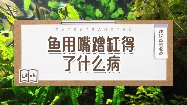 蹭缸期間金龍魚會(huì)自愈嗎？（揭秘魚類自愈能力背后的生存智慧） 蹭缸期間金龍魚會(huì)自愈嗎？（揭秘魚類自愈能力背后的生存智慧） 龍魚百科 第3張
