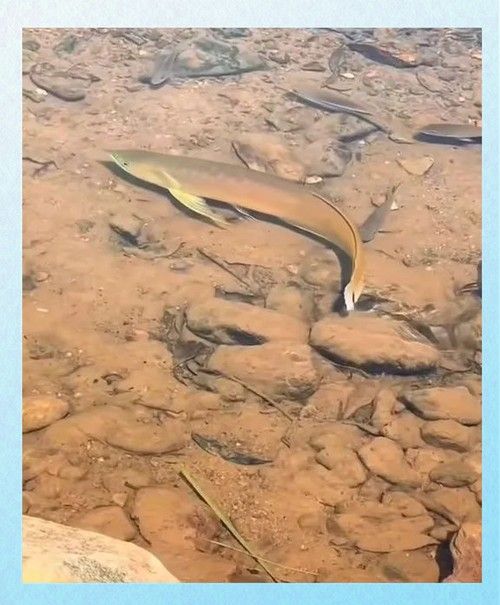 有沒有高清的黃金龍魚圖片？（探索高清黃金龍魚圖片的世界）