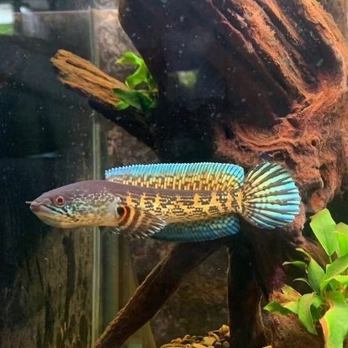 有沒有高清的黃金龍魚圖片？（探索高清黃金龍魚圖片的世界）