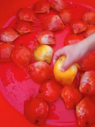 有沒有高清的黃金龍魚圖片？（探索高清黃金龍魚圖片的世界）