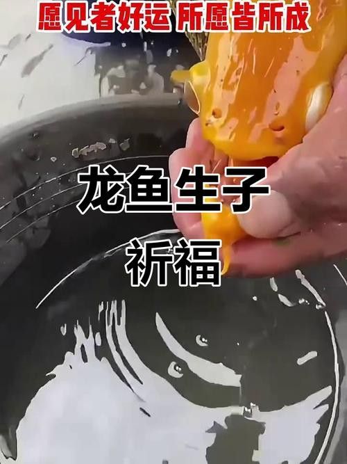 有沒有高清的黃金龍魚圖片？（探索高清黃金龍魚圖片的世界）
