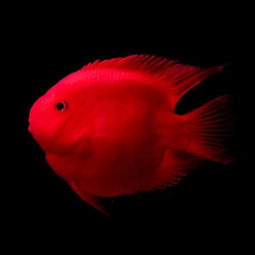 有沒有高清的黃金龍魚圖片？（探索高清黃金龍魚圖片的世界）