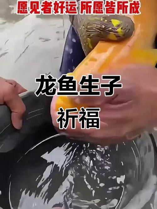 有沒有高清的黃金龍魚圖片？（探索高清黃金龍魚圖片的世界）