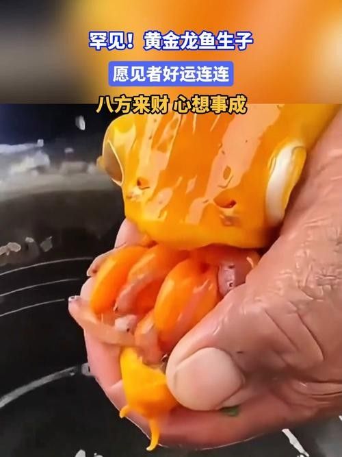 有沒有高清的黃金龍魚圖片？（探索高清黃金龍魚圖片的世界）