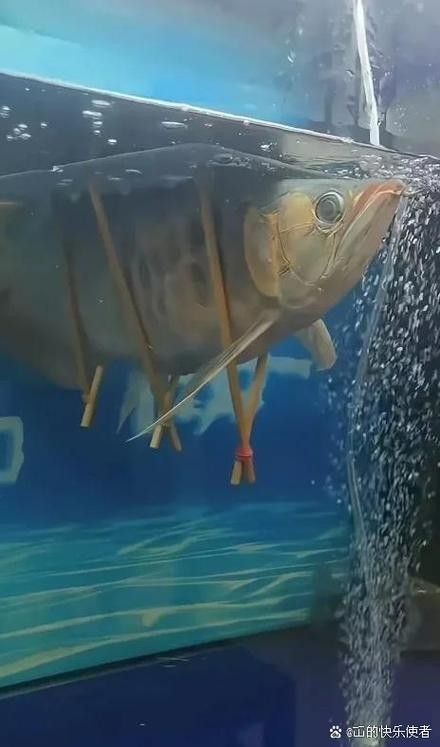 有沒有高清的黃金龍魚圖片？（探索高清黃金龍魚圖片的世界）