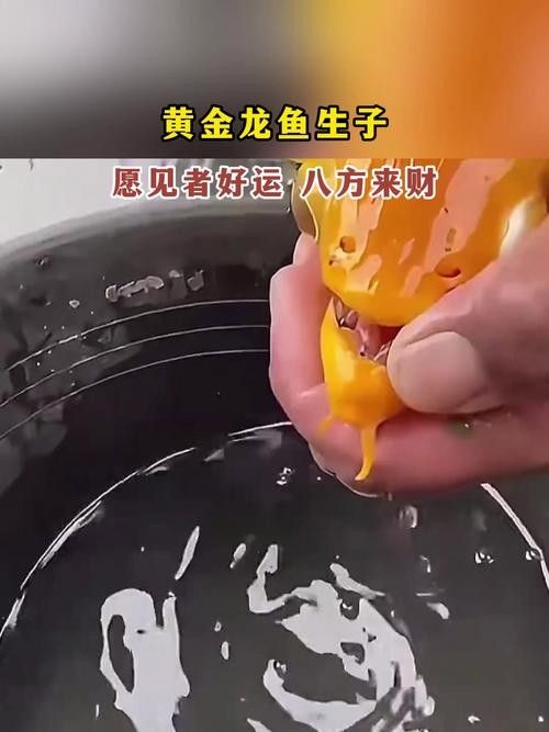 有沒有高清的黃金龍魚圖片？（探索高清黃金龍魚圖片的世界）