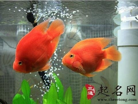 金龍魚與其他風水魚有何不同（金龍魚與其他風水魚哪個更招財，金龍魚養護知識詳解）