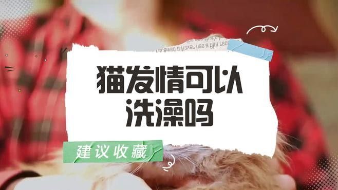 龍貓發情時可以洗澡嗎？（龍貓發情期間不建議洗澡，）