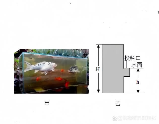 雷龍魚(yú)魚(yú)缸需要哪些設(shè)備（養(yǎng)雷龍魚(yú)必備品清單） 雷龍魚(yú)魚(yú)缸需要哪些設(shè)備（養(yǎng)雷龍魚(yú)必備品清單） 龍魚(yú)百科 第6張