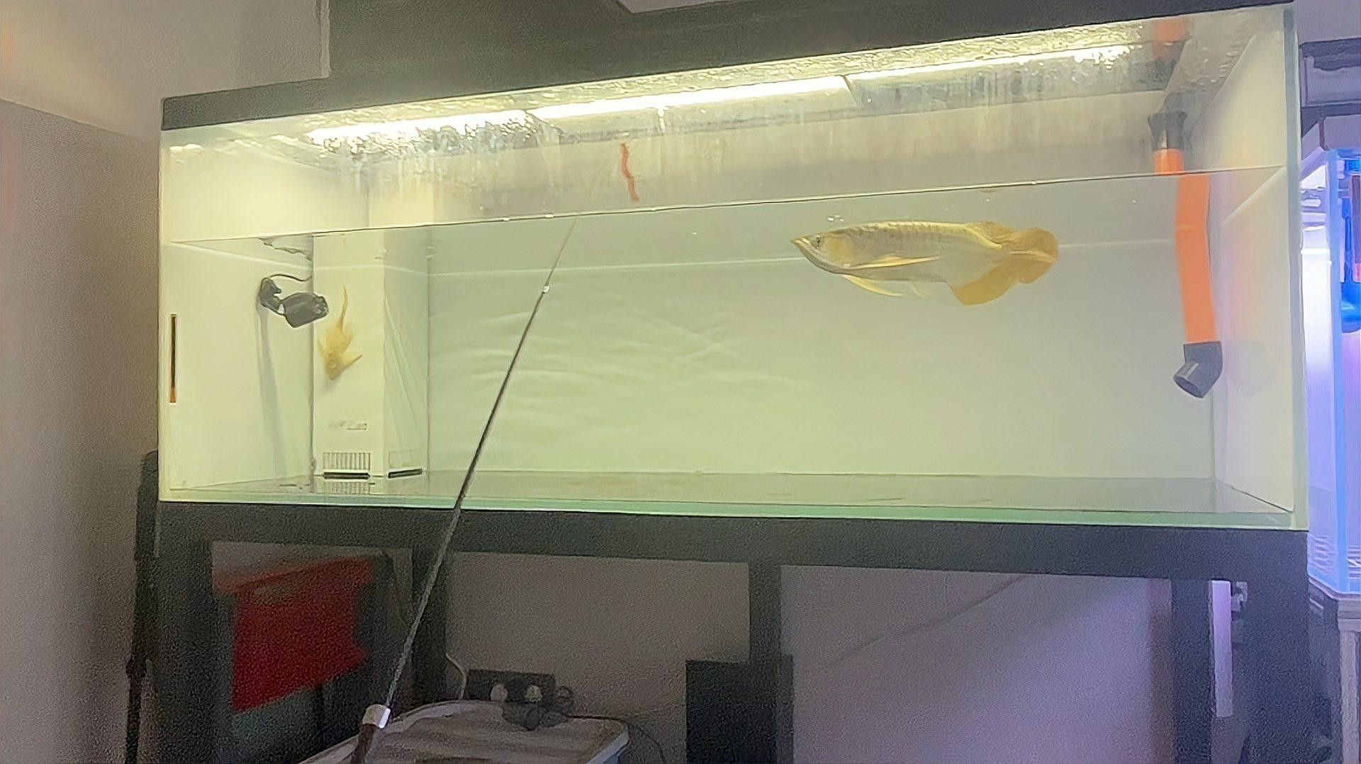 哪種方法訓練龍魚最有效（20-30公分龍魚飼養技巧與注意事項）
