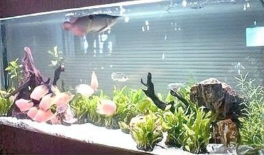 龍魚缸裝飾物多久需要更換（魚缸裝飾物的更換周期） 龍魚缸裝飾物多久需要更換（魚缸裝飾物的更換周期） 龍魚百科 第10張
