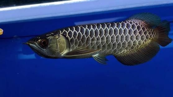 如何在京東上購買黑金剛過背金龍魚（京東上購買黑金剛過背金龍魚的步驟如下：京東金龍魚價格表）