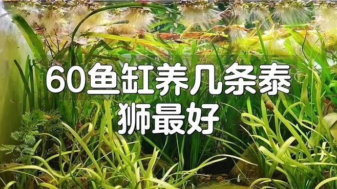 60缸適合養幾條魚？（60厘米魚缸適合養幾條魚）