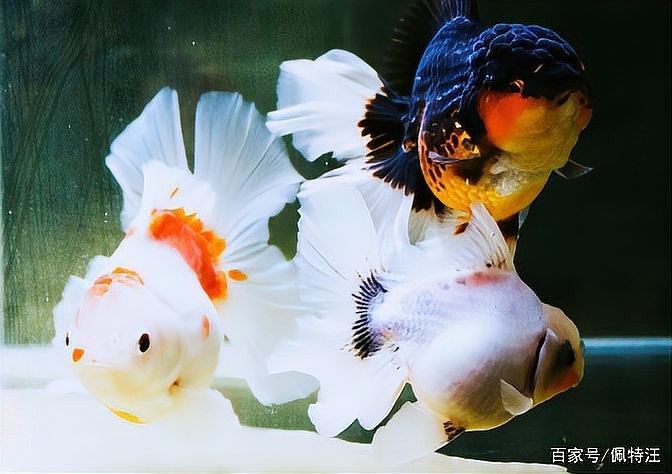 60缸適合養幾條魚？（60厘米魚缸適合養幾條魚）