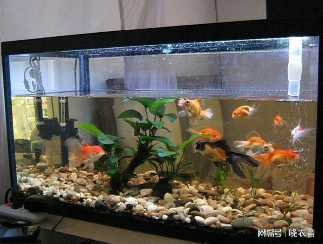 60缸適合養幾條魚？（60厘米魚缸適合養幾條魚）
