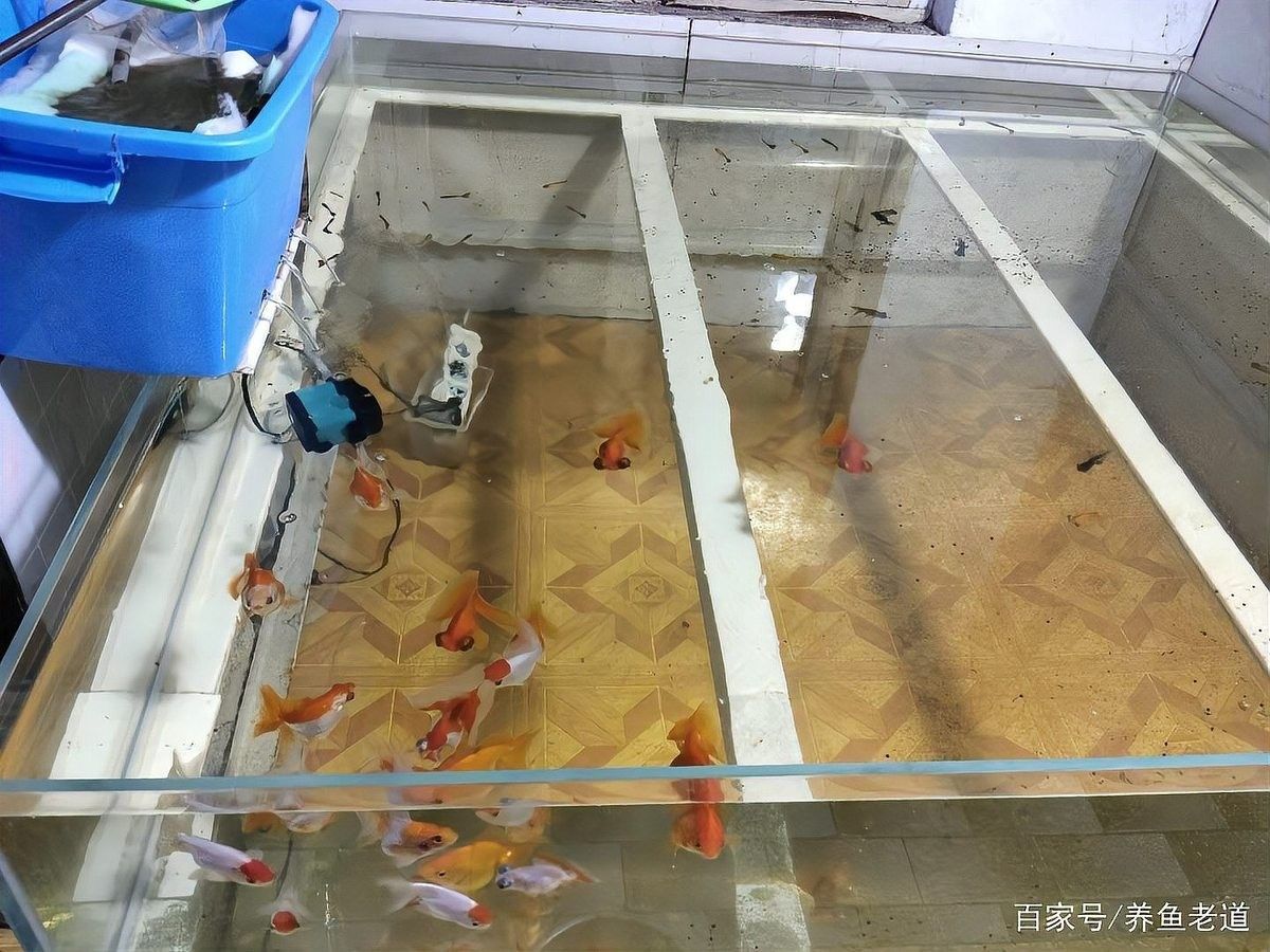 60缸適合養幾條魚？（60厘米魚缸適合養幾條魚）