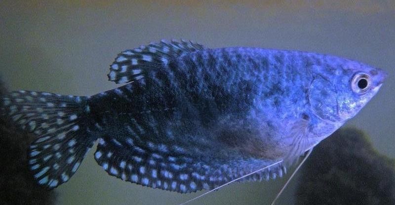 曼龍魚壽命有多長（曼龍魚壽命一般多長時(shí)間） 曼龍魚壽命有多長（曼龍魚壽命一般多長時(shí)間） 龍魚百科 第6張