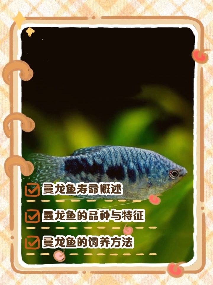 曼龍魚壽命有多長（曼龍魚壽命一般多長時(shí)間） 曼龍魚壽命有多長（曼龍魚壽命一般多長時(shí)間） 龍魚百科 第7張