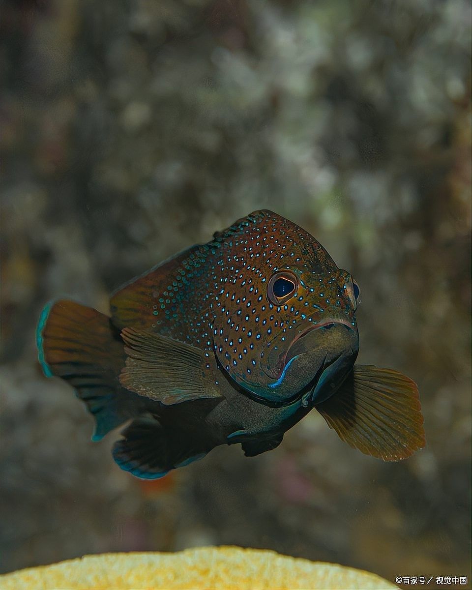 曼龍魚壽命有多長（曼龍魚壽命一般多長時(shí)間） 曼龍魚壽命有多長（曼龍魚壽命一般多長時(shí)間） 龍魚百科 第8張