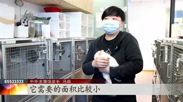 龍貓的最佳伴侶需要多大的活動空間（呼倫貝爾大草原的貓咪們，龍貓要怎么養，好養嗎） 龍貓的最佳伴侶需要多大的活動空間（呼倫貝爾大草原的貓咪們，龍貓要怎么養，好養嗎） 龍魚百科 第4張