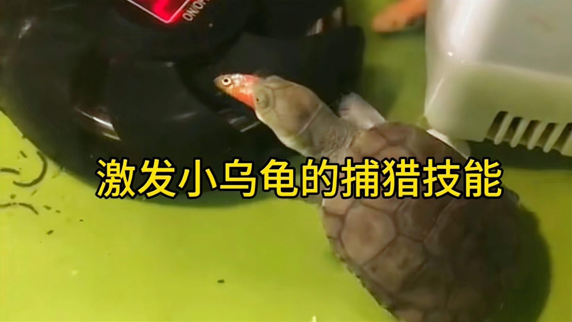 草龜和金魚混養需要多大的魚缸？（草龜和金魚混養的魚缸大小取決于多種因素）