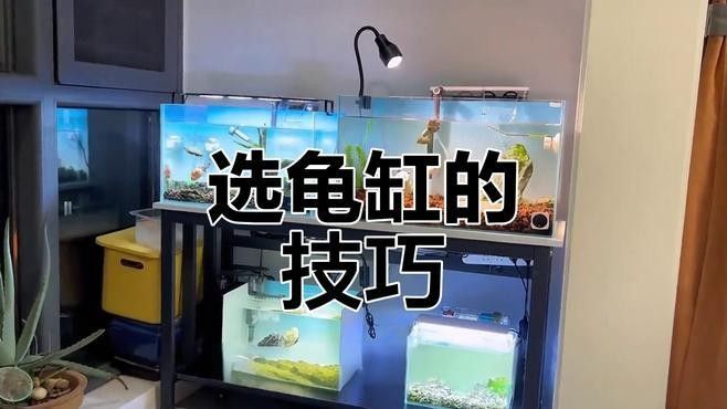 草龜和金魚混養需要多大的魚缸？（草龜和金魚混養的魚缸大小取決于多種因素）