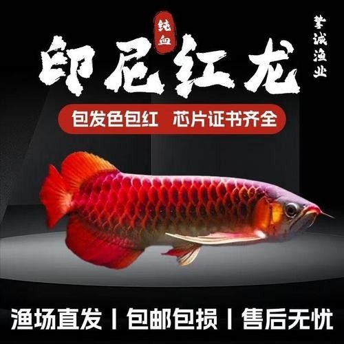 藍麒麟金龍魚價格是多少（藍麒麟金龍魚價格）