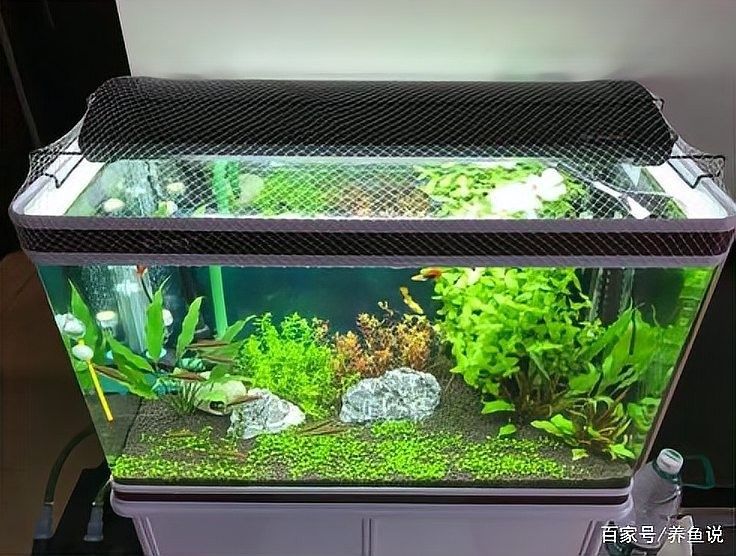 雷龍魚缸需要加蓋嗎？（雷龍魚缸是否需要加蓋，取決于幾個(gè)關(guān)鍵因素，）