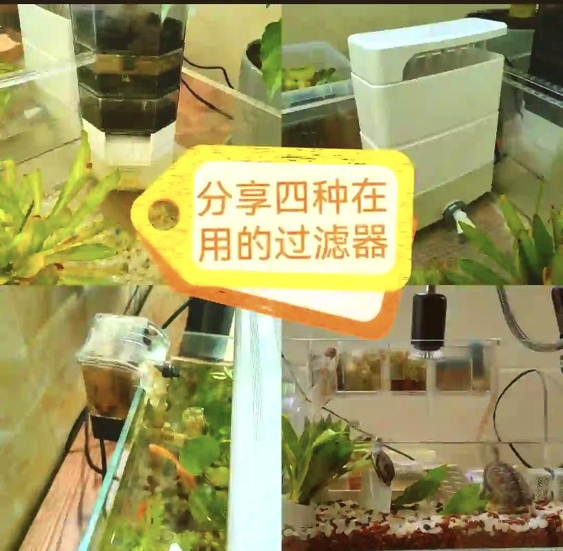 雷龍魚缸過濾器的選擇（雷龍魚缸過濾器選擇技巧雷龍魚缸過濾選擇技巧）