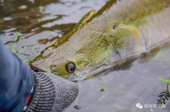 巨骨舌魚和金龍魚的市場價格（巨骨舌魚和金龍魚怎么選）