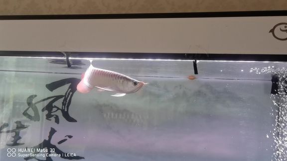 紅龍魚的視頻資源是否免費（紅龍魚視頻資源免費嗎）