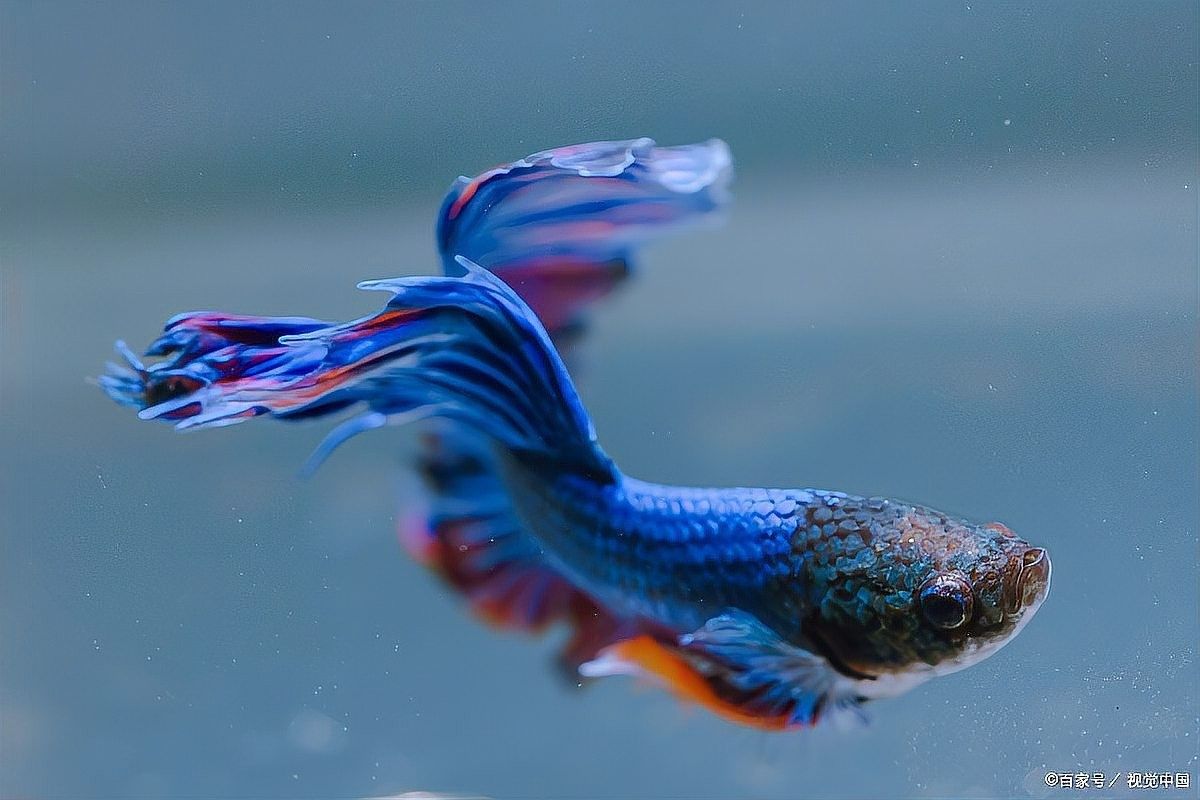 如何判斷龍魚發色增艷劑是否安全（判斷龍魚發色增艷劑是否安全的幾個關鍵步驟判斷龍魚是否安全）