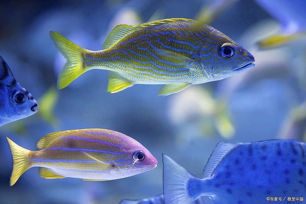 如何判斷龍魚發色增艷劑是否安全（判斷龍魚發色增艷劑是否安全的幾個關鍵步驟判斷龍魚是否安全）