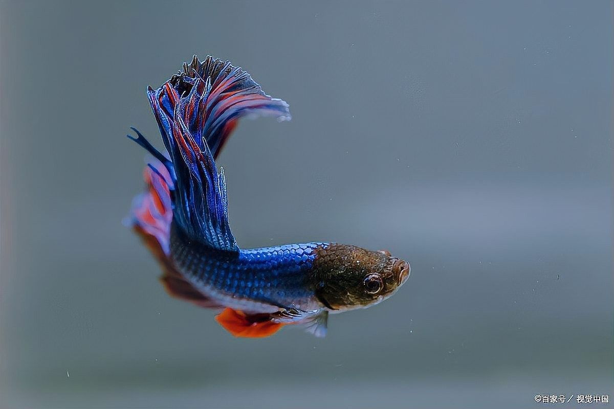 如何判斷龍魚發色增艷劑是否安全（判斷龍魚發色增艷劑是否安全的幾個關鍵步驟判斷龍魚是否安全）