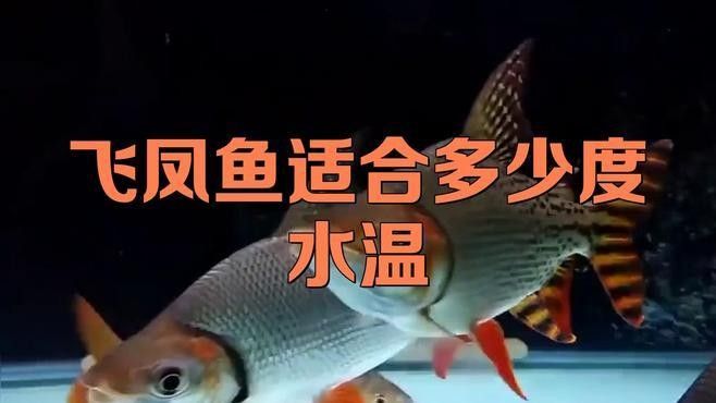 飛鳳魚和粗線銀板魚能一起混養嗎？（鳳魚和粗線銀板魚能否一起混養是一個值得探討的問題） 飛鳳魚和粗線銀板魚能一起混養嗎？（鳳魚和粗線銀板魚能否一起混養是一個值得探討的問題） 龍魚百科 第1張