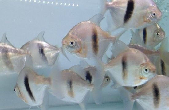 飛鳳魚和粗線銀板魚能一起混養嗎？（鳳魚和粗線銀板魚能否一起混養是一個值得探討的問題） 飛鳳魚和粗線銀板魚能一起混養嗎？（鳳魚和粗線銀板魚能否一起混養是一個值得探討的問題） 龍魚百科 第3張