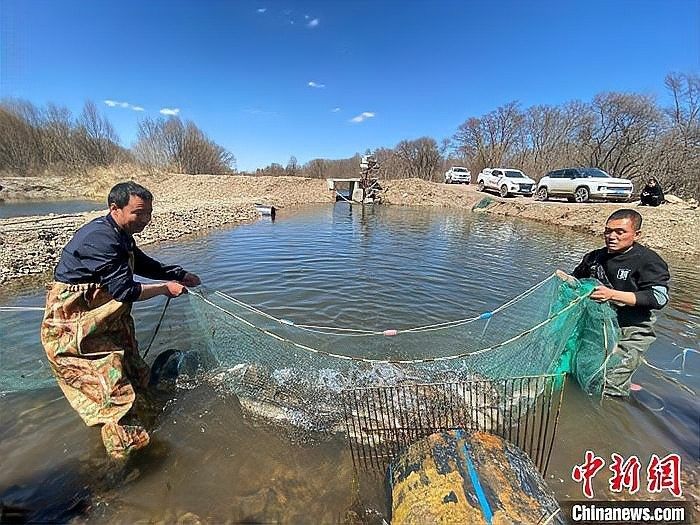 如何聯系到呼倫貝爾龍魚養殖基地？（關于呼倫貝爾龍魚養殖基地的聯系方式）