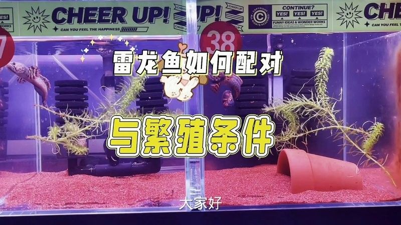 幻紅和幻藍的繁殖難度如何（幻彩紅寶石雷龍繁殖與飼養全攻略）