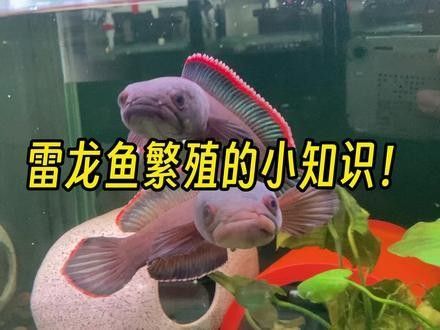 幻紅和幻藍(lán)的繁殖難度如何（幻彩紅寶石雷龍繁殖與飼養(yǎng)全攻略）