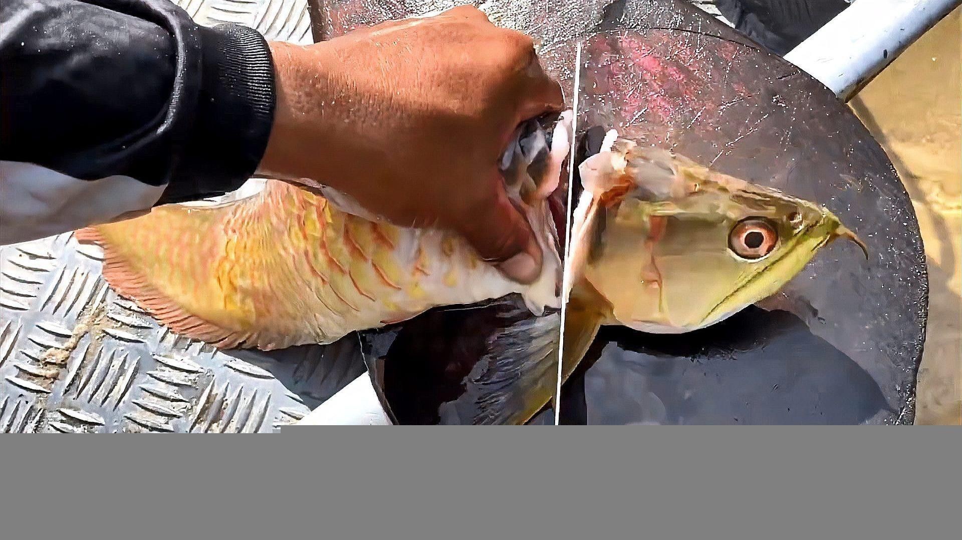 哪種龍魚營養價值最高（哪種龍魚的營養價值最高） 哪種龍魚營養價值最高（哪種龍魚的營養價值最高） 龍魚百科 第1張