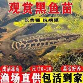 雷龍魚苗的價格是多少（養魚大全，雷龍魚怎么養）