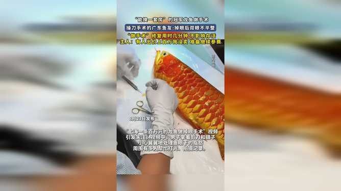 科德寵物醫(yī)院是否提供龍魚吊眼手術(shù)（科德寵物醫(yī)院提供龍魚吊眼手術(shù)具體案例或服務(wù)說明）