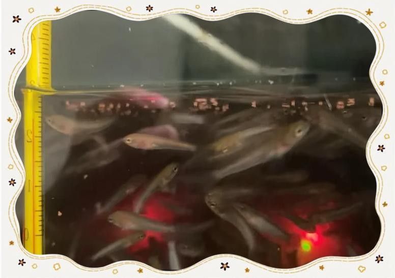 雷龍魚多久喂一次（雷龍魚多久喂一次易車網(wǎng)雷龍魚幾天喂一次易車網(wǎng)）