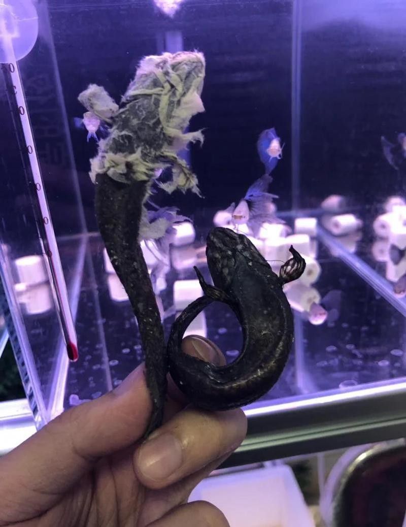 雷龍魚多久喂一次（雷龍魚多久喂一次易車網(wǎng)雷龍魚幾天喂一次易車網(wǎng)）